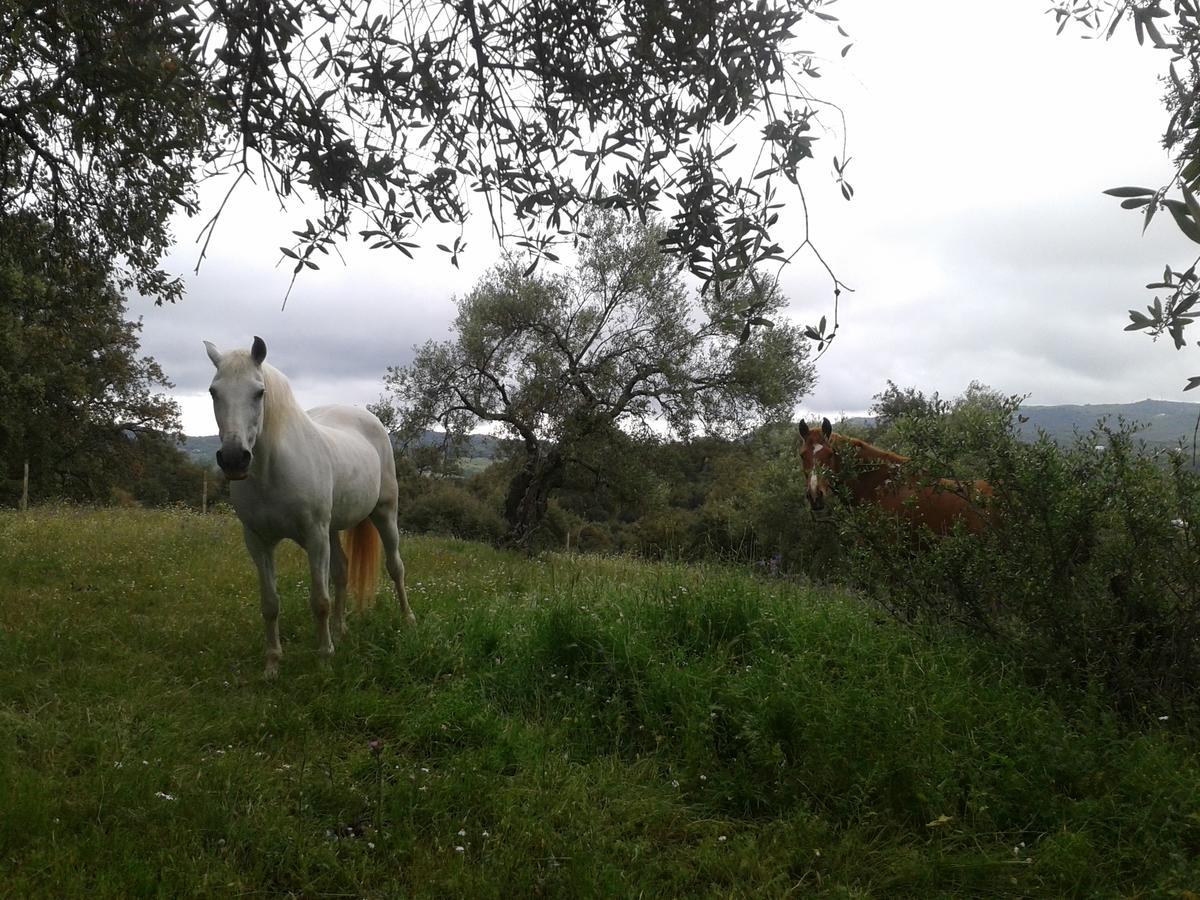 קונסטנטינה Finca La Carnicera מראה חיצוני תמונה